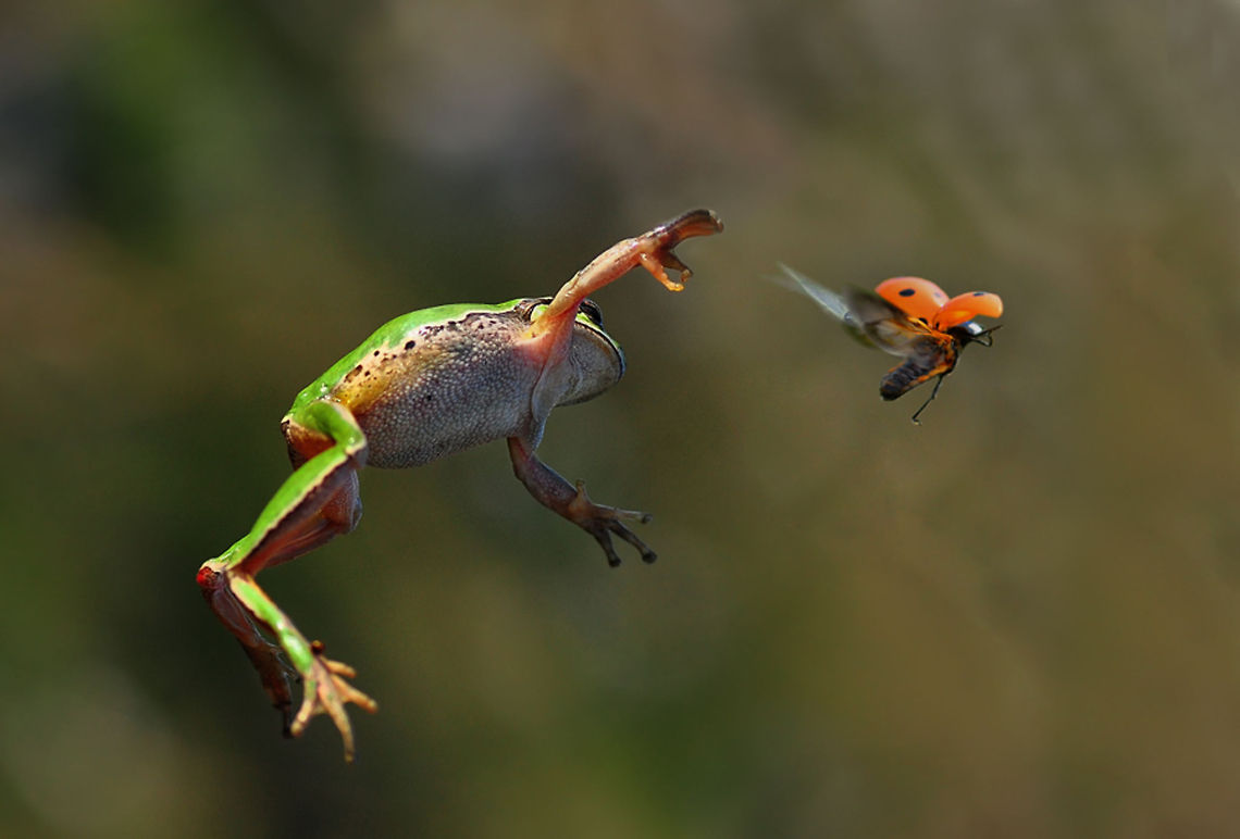 European tree frog in flight  European tree frog,Hyla arborea