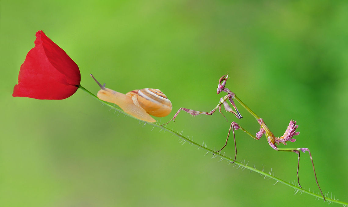 Empusa fasciata and snail  Empusa fasciata