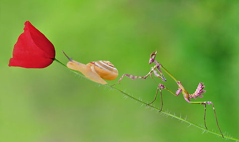 Empusa fasciata and snail  Empusa fasciata