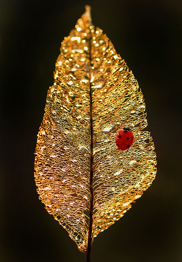 7-spot Ladybird on a golden leaf  7-spot Ladybird,Coccinella septempunctata