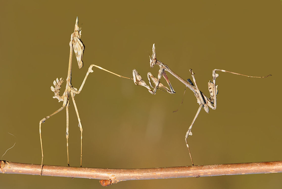 Empusa Ballet School  Empusa fasciata