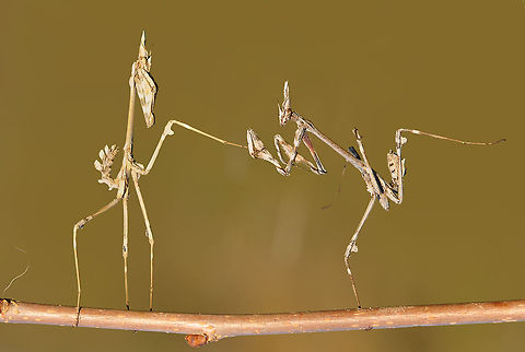 Empusa Ballet School  Empusa fasciata