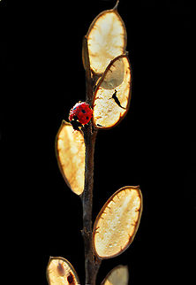 7-spot Ladybird  7-spot Ladybird,Coccinella septempunctata