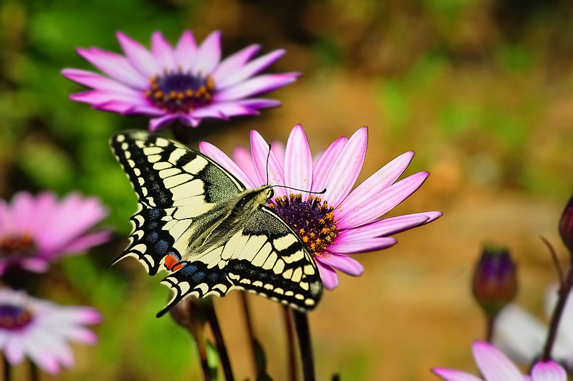 Old World Swallowtail  Old World swallowtail,Papilio machaon