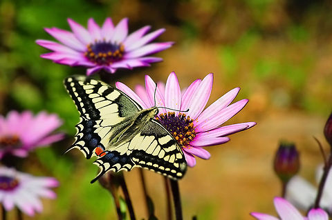Old World Swallowtail  Old World swallowtail,Papilio machaon