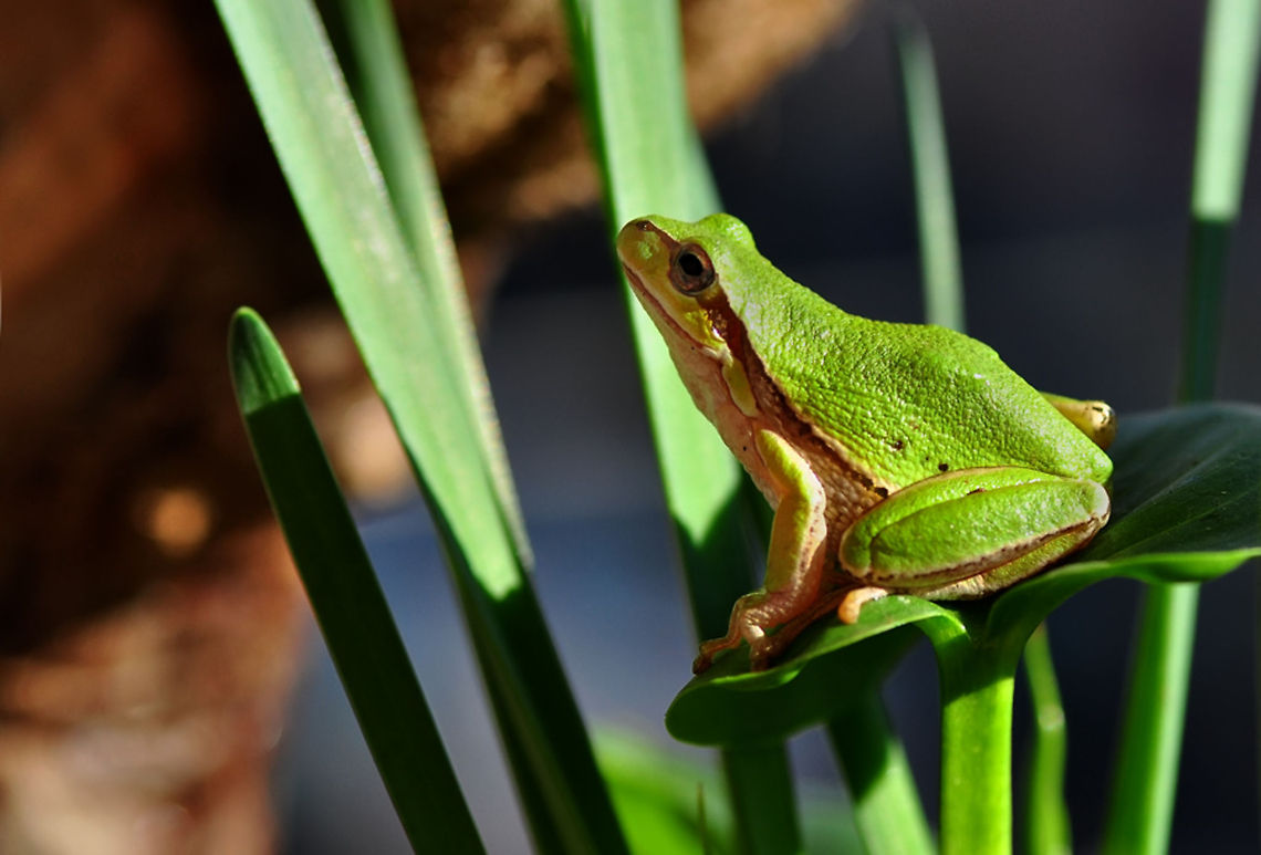 European tree frog  European tree frog,Hyla arborea