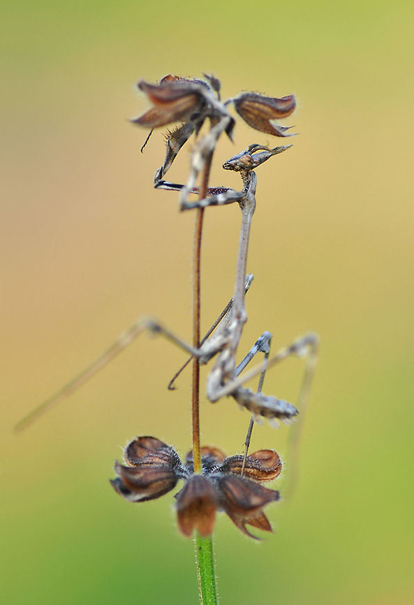 Empusa's morning pull-ups  Empusa fasciata