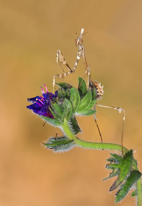 Empusa fasciata  Empusa fasciata