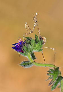 Empusa fasciata  Empusa fasciata