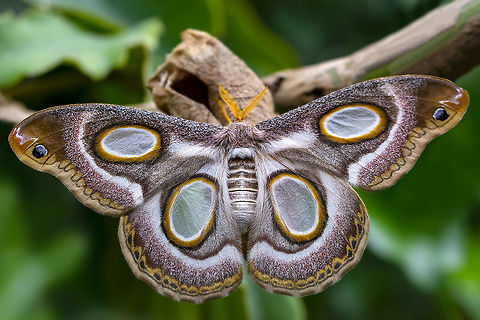 Epiphora mythimnia  Epiphora mythimnia