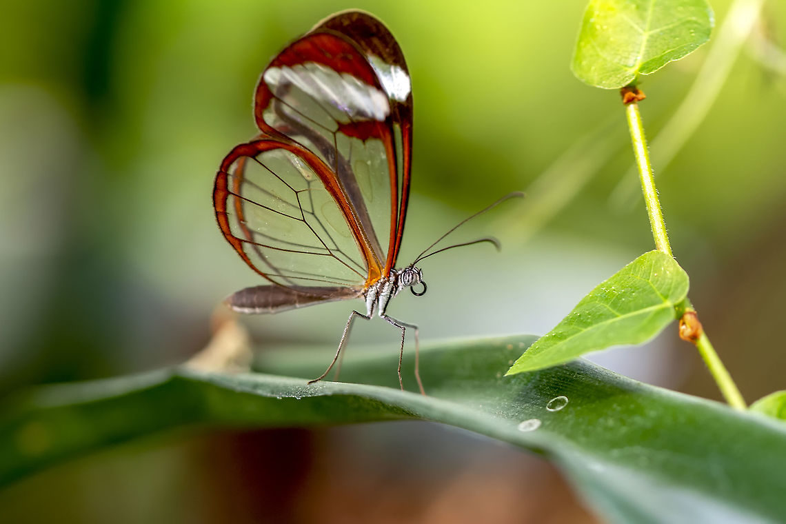 glasswing Butterfly  Greta morgane