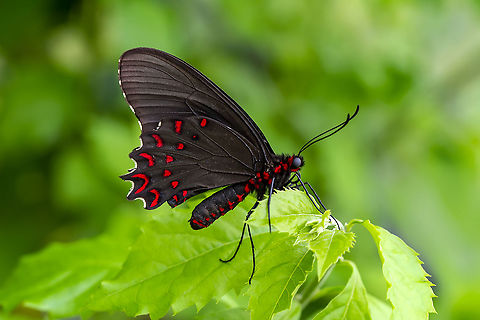 Pink-spotted Cattleheart  Parides photinus,Pink-spotted Cattleheart