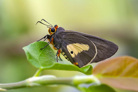 Asota sp.?