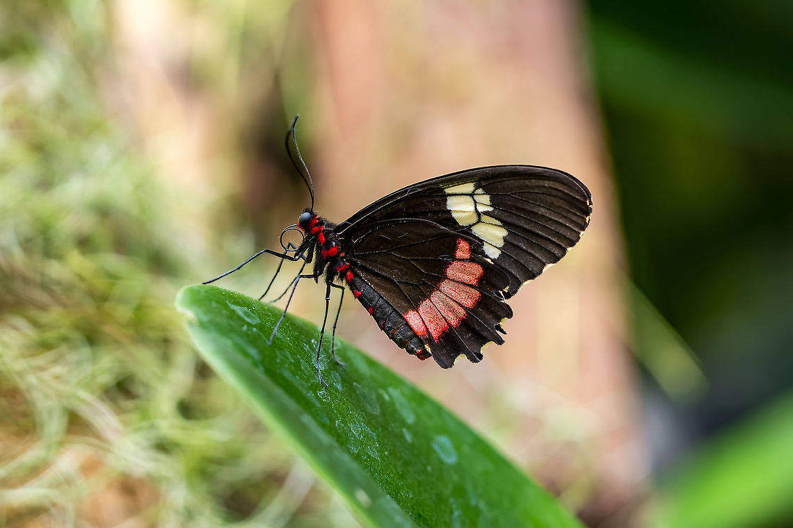 Parides iphidamas  Iphidamas Cattleheart,Parides iphidamas