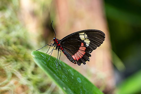 Parides iphidamas  Iphidamas Cattleheart,Parides iphidamas