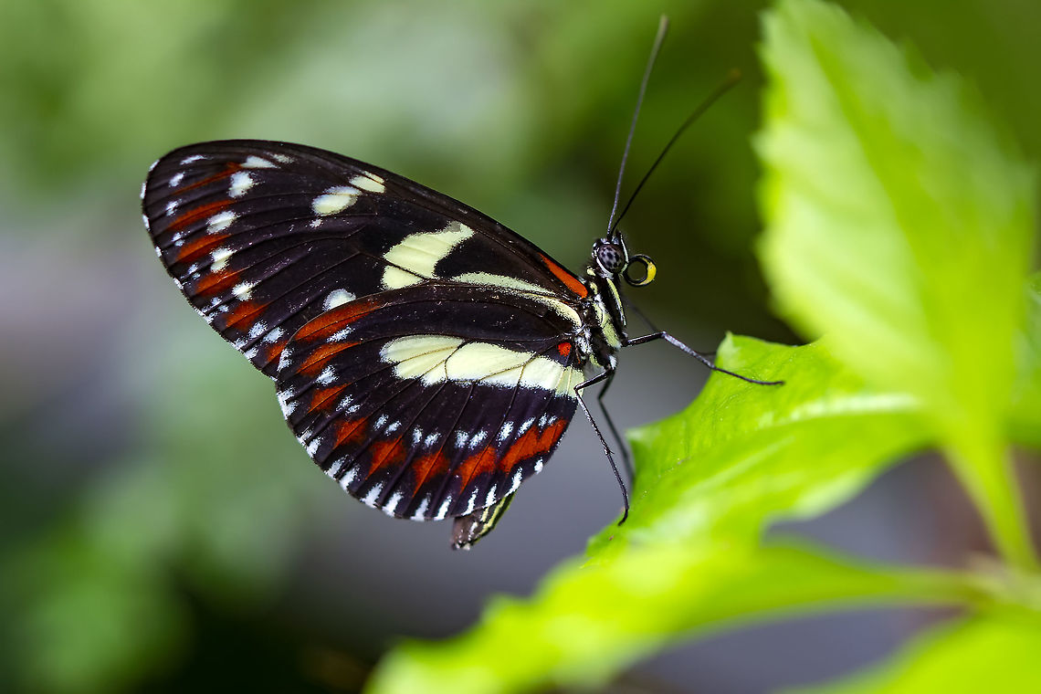 False zebra longwing  False zebra longwing,Heliconius atthis