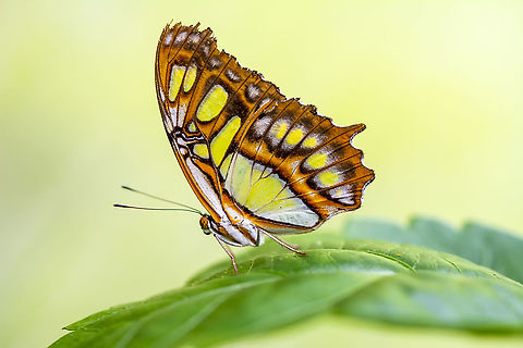 Malachite  Malachite,Siproeta stelenes