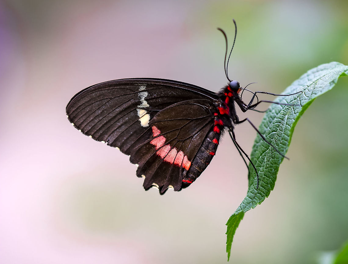 Iphidamas Cattleheart, perched  Iphidamas Cattleheart,Parides iphidamas