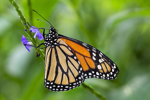 Monarch  Danaus plexippus,Monarch butterfly