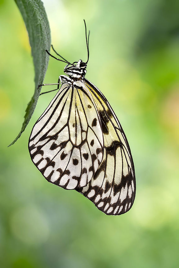 Paper Kite  Idea leuconoe,Paper Kite
