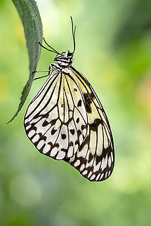Paper Kite  Idea leuconoe,Paper Kite