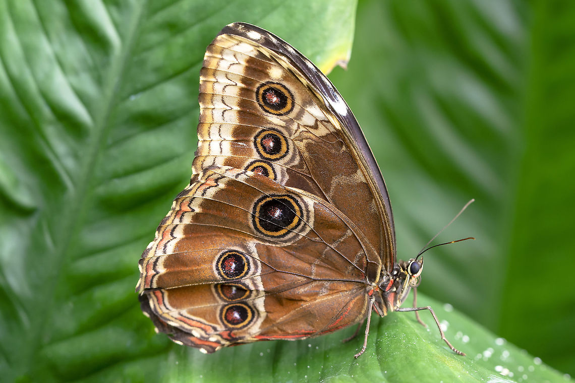Common Morpho  Helenor Morpho,Morpho helenor