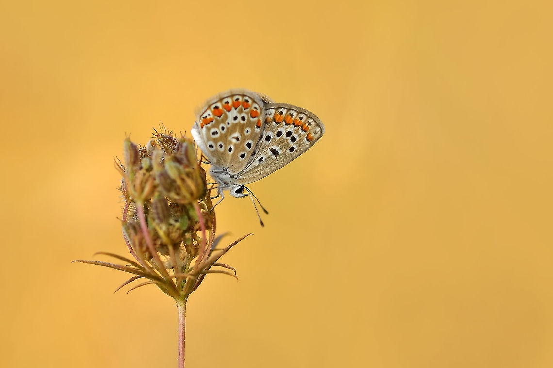 Brown Argus  Aricia agestis,Brown Argus