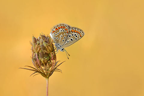 Brown Argus  Aricia agestis,Brown Argus