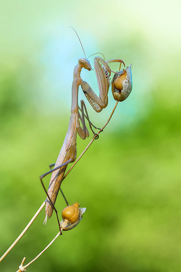 Praying Mantis
