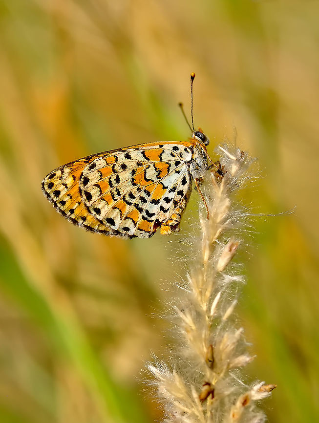 Spotted Fritillary  Melitaea didyma