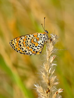 Spotted Fritillary  Melitaea didyma