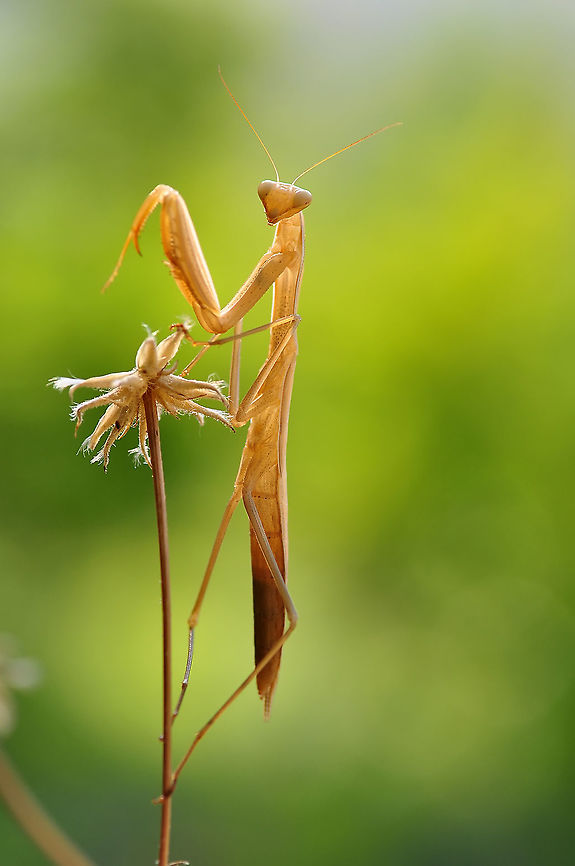 Praying Mantis front view