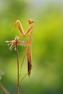 Praying Mantis front view