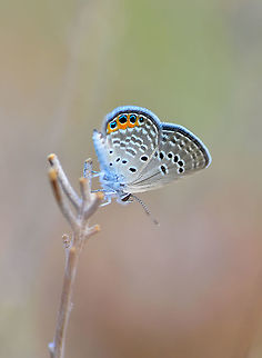 Grass jewel  Chilades trochylus,Grass jewel