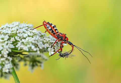Rhynocoris punctiventris  Rhynocoris punctiventris