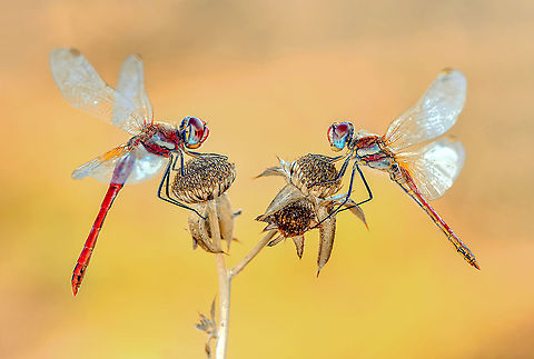 Dragonflies perched  Macro,animal,background,beauty,black,blue,branch,closeup,color,colored,colorful,detail,fauna,flora,flower,garden,green,insect,invertebrate,isolated