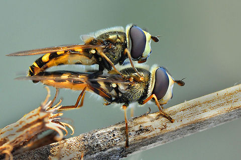 Two Marmalade hoverflies mating  Episyrphus balteatus,Marmalade Hoverfly