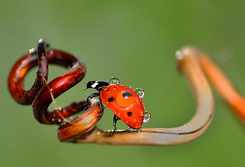 7-spot ladybird covered in water drops  7-spot Ladybird,Coccinella septempunctata