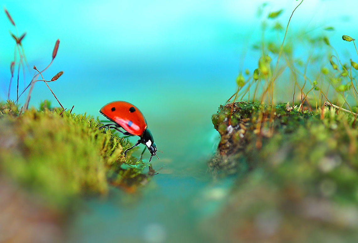 7-spot ladybird crossing "river"  7-spot Ladybird,Coccinella septempunctata