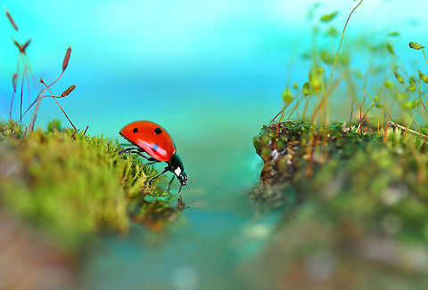 7-spot ladybird crossing "river"  7-spot Ladybird,Coccinella septempunctata
