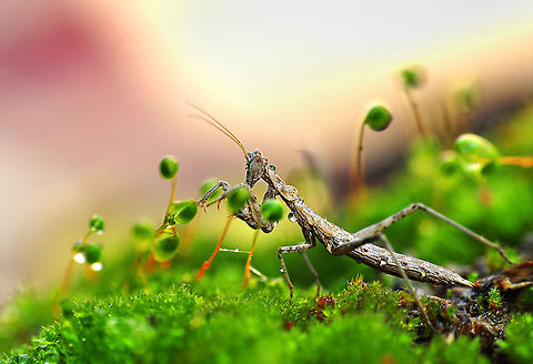 European Mantis walking in moss  Mantodea