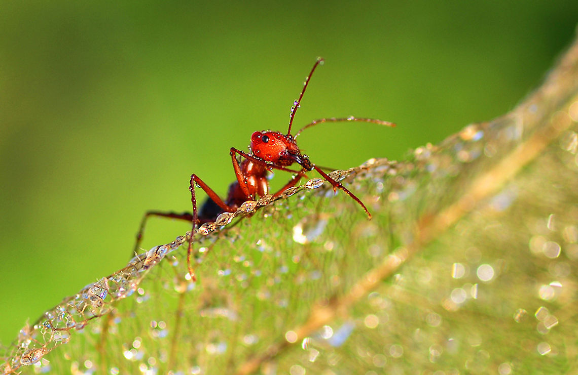 Red ant on edge of leaf  ants,insects