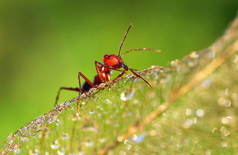 Red ant on edge of leaf  ants,insects