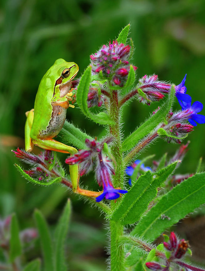 European tree frog climbing plant  European tree frog,Hyla arborea