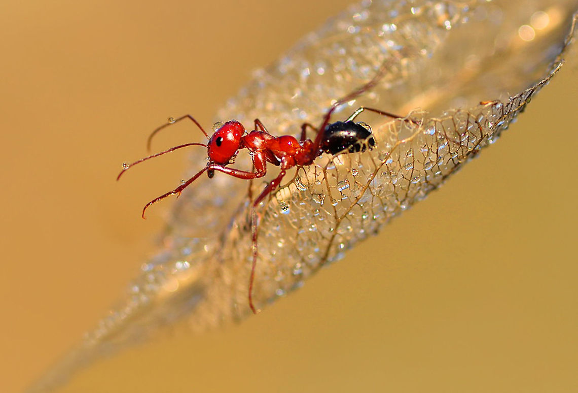 Red ant on thin leaf  Insects,ants