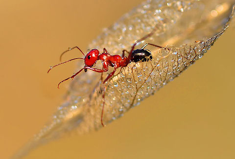 Red ant on thin leaf  Insects,ants