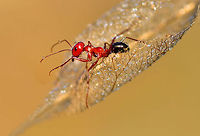 Red ant on thin leaf  Insects,ants