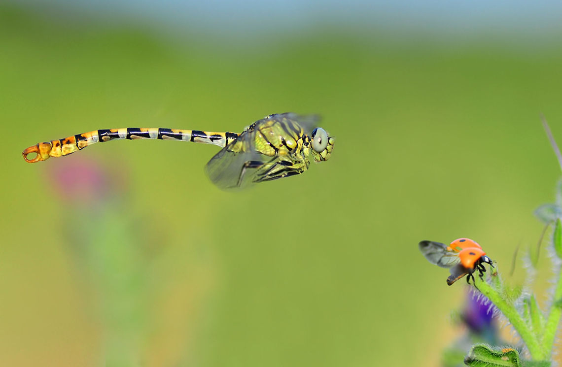 Dragonfly chasing ladybug  Onychogomphus forcipatus