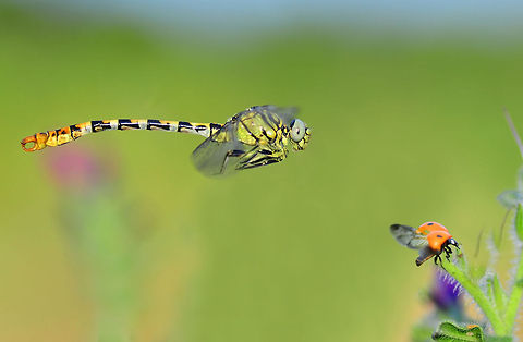 Dragonfly chasing ladybug  Onychogomphus forcipatus