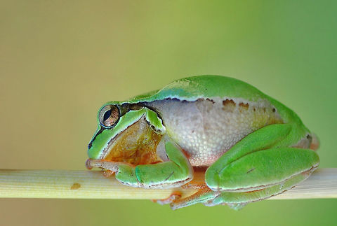 European tree frog closeup  European tree frog,Hyla arborea